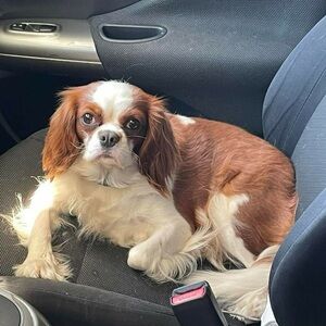 Meet your Posher, Angi